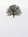 Old oak tree on a field in winter