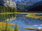 Mount Kitchener Reflected in Pond Near the Beauty Creek Hostel  Jasper National Park  Alberta  Cana