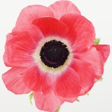 Close up of tropical flower