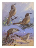 A Painting of Four Different Species of Thrasher