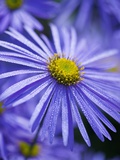 Blue Aster