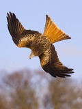 Red Kite in flight