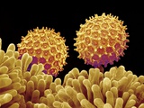 Pollen on pistel of Morning glory