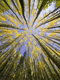 Golden Aspen Trees Seen From Below
