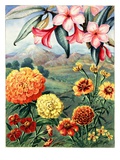 Portrait of frangipani and marigolds native to Mexico