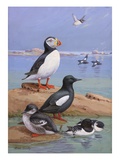 A Painting of an Atlantic Puffin  Black Guillemots  and Dovekies