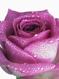 Purple rose
