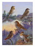 A Painting of Several Species of Thrush and Veery