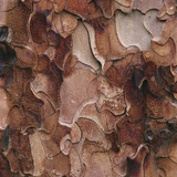 Closeup of Tree Bark