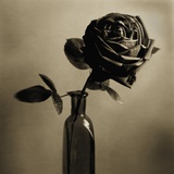 Still Life of a Rose in a Bottle