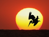 Brown Pelican Diving in Front of Setting Sun