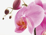 Orchid  Phalaenopsis