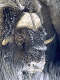 Adult Bull Muskox (Ovibos Moschatus) Covered with Frost Banks Island  Northwest Territories  Arcti