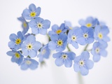 Arctic forget-me-nots