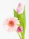 Pink Gerbera daisy  tulip and ranunculus