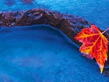 Red Maple Leaf on Edge of Rock in Chikinishing River  Killarney Provincial Park  Ontario  Canada