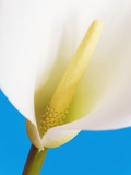 Common calla