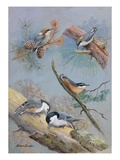 A Painting of Several Species of Nuthatch