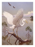 Great white heron  white morph of great blue heron  spreads its wings