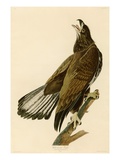 White-Headed Eagle