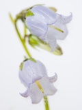 Bearded Bellflower