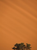 Tree in front of sand dune  Namib Desert  Namibia  Africa
