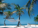 Hammock and Palm Trees  Great Barrier Reef  Northern Caye  Belize