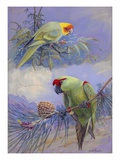 A Painting of a Carolina Parakeet and a Thick-Billed Parrot