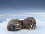 Walruses lying on ice
