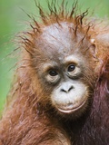 Orangutan baby
