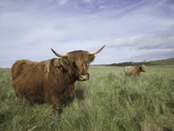 Shaggy haired highland cows