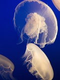 Moon Jelly