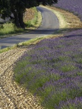 Lavender field and winding road