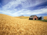 Wheat Field Surrounding Barn