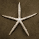 White Starfish
