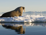 Walrus on Iceberg Near Kapp Lee in Midnight Sun