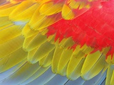 Feathers of a Scarlet Macaw