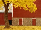 Autumn Tree by Red Barn
