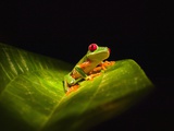 Red-eyed tree frog on leaf