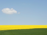 WIltshire field in summer