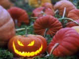A Jack-o-lantern in a Pumpkin Patch  British Columbia  Canada