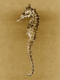 Sea Horse