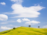 Pine trees on a ridge
