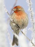 Male house finch on hoarfrost-covered tree in winter