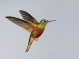 Chestnut-breasted Coronet in Flight
