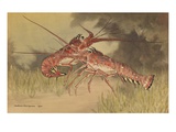 Painting of two dueling crayfish