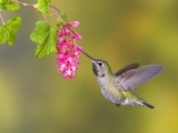 Anna's Hummingbird (Calypte Anna) Feeding at a Red Currant Flower in Victoria  British Columbia  Ca