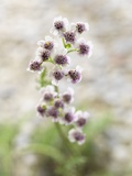 Close up of a White Yarrow plant