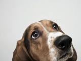 Basset hound looking up