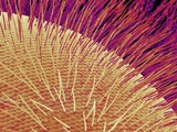 Compound eye of a honeybee